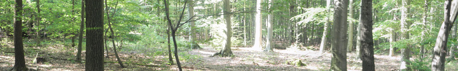 Bild Wald